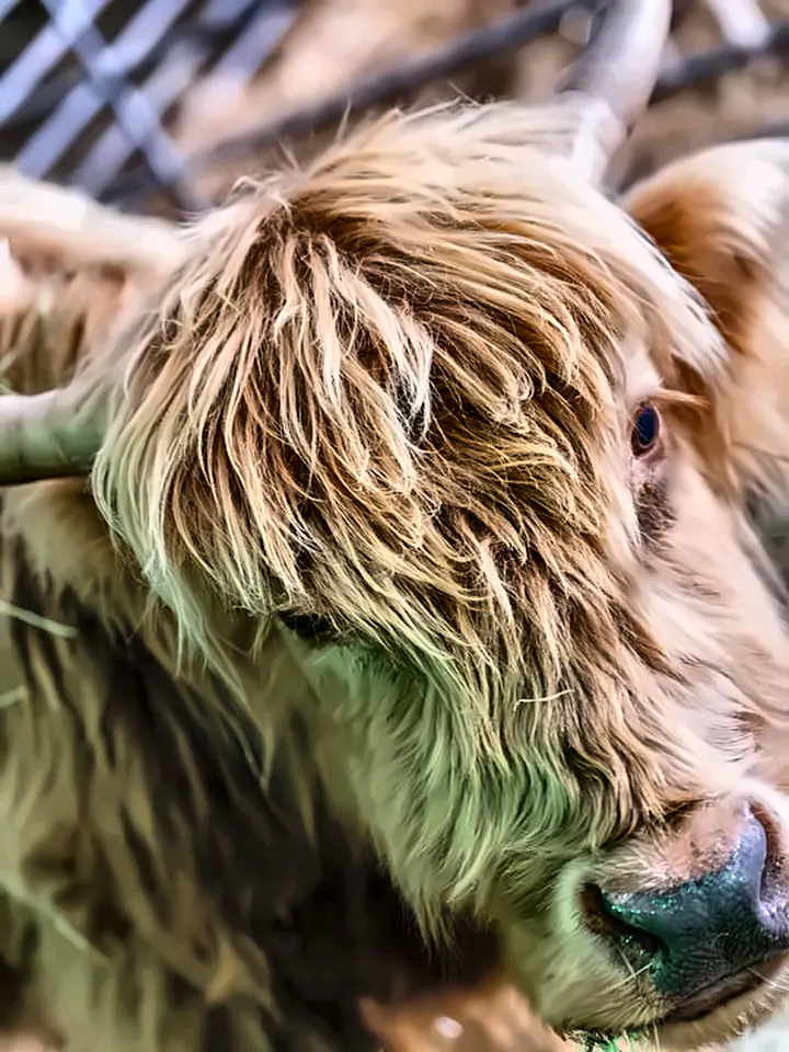 A shaggy highland cow at the farm