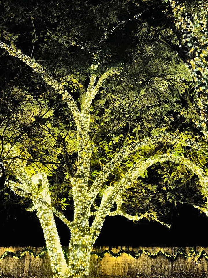 Live oaks wrapped in thousands of warm white lights