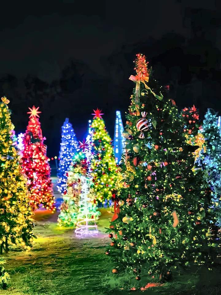 A forest of colorful lit Christmas trees