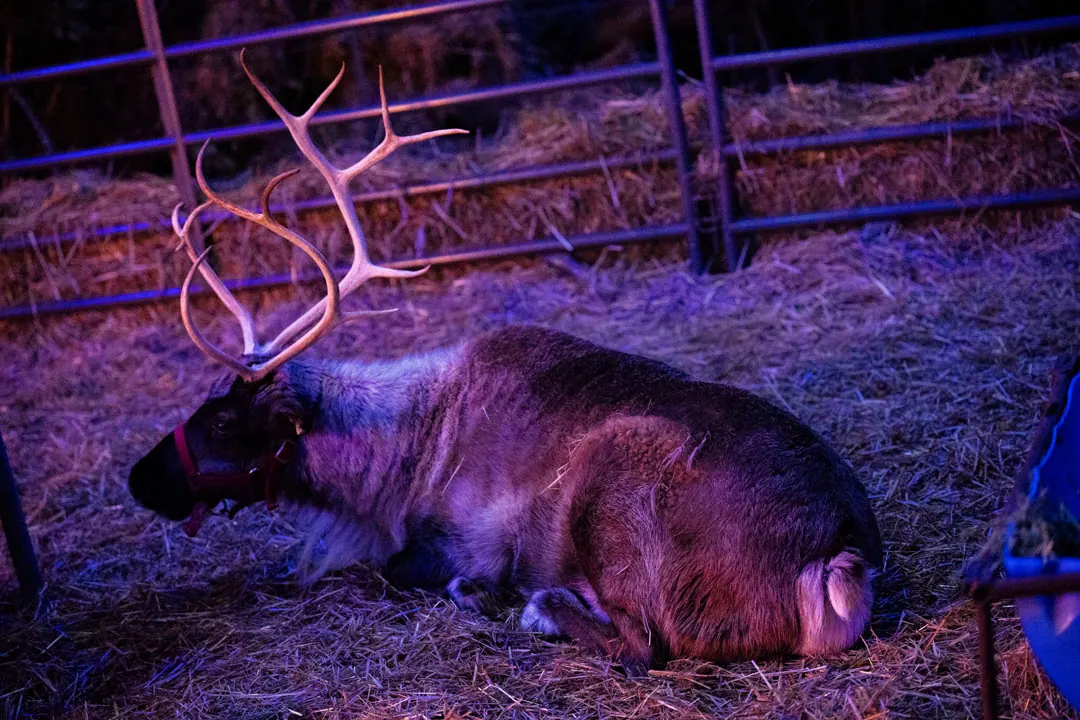 A reindeer resting in the hay at Howell Family Farms